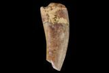Bargain, Fossil Phytosaur Tooth - New Mexico #133362-1
